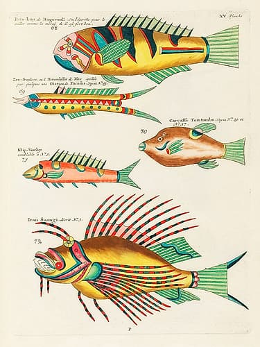 Illustrations of fishes found in Moluccas Indonesia and the East Indies 32 Art Print