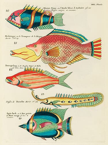 Illustrations of fishes found in Moluccas Indonesia and the East Indies 35 Art Print