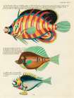 Illustrations of fishes found in Moluccas Indonesia and the East Indies 37 Art Print