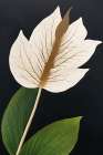 Peace Lily Art Print