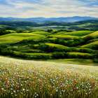 Wildflowers Overlooking the Valley Art Print