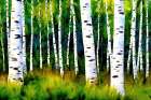 Birch Grove 1 Art Print