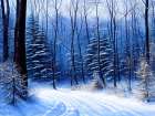 Curving Road in the Forest Art Print