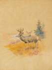 Deer 1917 Art Print