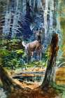 Deer in the Dell 1909 Art Print
