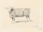 Hereford Steer Vintage Print