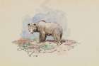 Small Grizzly 1925 Art Print