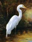 Evening Egret Art Print