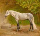Romeo, a Stallion in a Landscape Art Print