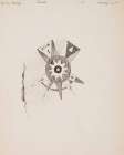 A Decoration on Robe 1891 Art Print