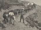 An ox train in the mountains 1888 Art Print