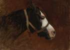 Profile of A Horse Art Print