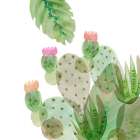 Flowering Cactus IV Art Print