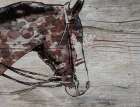 Chase-Brown Horse Art Print