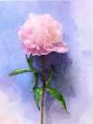 Pink Watercolor Peony II Art Print