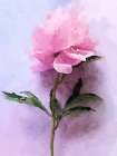 Pink Watercolor Peony III Art Print