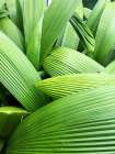 Monster Leaves I Art Print