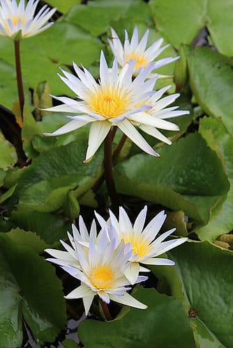 Water Lilies Art Print
