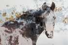 American Paint Horse Art Print