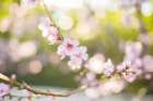 The Bloom of Peach Trees Art Print