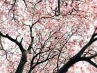 Japanese Motif Art Print