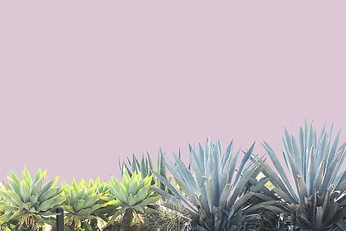 Blush I Nature Print