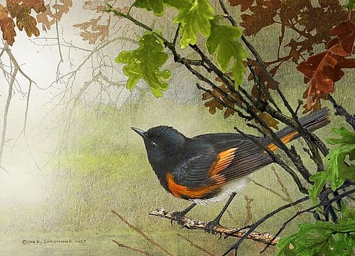 American Redstart Art Print by Christopher Vest