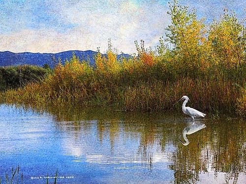 The Marsh Snowy Egret Landscape Print