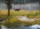 Moose in Forest Aspens Art Print