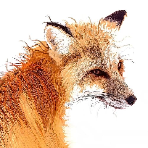 Foxpaint Art Print