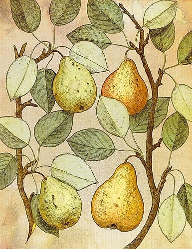Botanical Grunge II Art Print