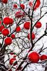 Snowy Red Bauble Branches I Art Print
