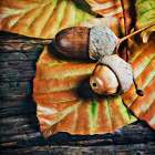 Autumn Acorns Art Print