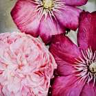 Pretty Pink Petals Art Print