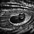 Monochrome Feather Droplet Black & White Print