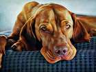 Hungarian Vizsla Time for Bed Art Print