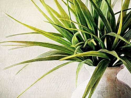 White Potted Plant Minimalist Print