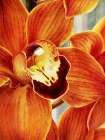 Orange Orchid Art Print