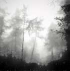 Otherworldly Art Print