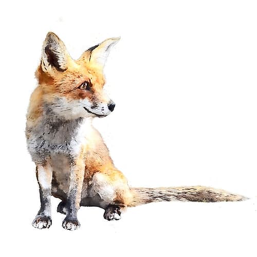 Inquisitive Fox Art Print