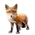 Lil Fox Standing Art Print