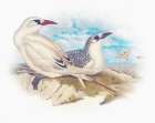 Sentimental Plumage I Art Print