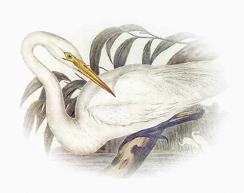 Sentimental Plumage II Art Print