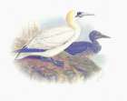 Sentimental Plumage VI Art Print