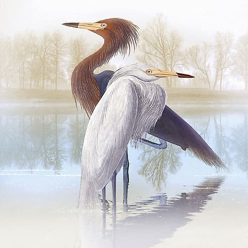 Misty Plumage IV Art Print