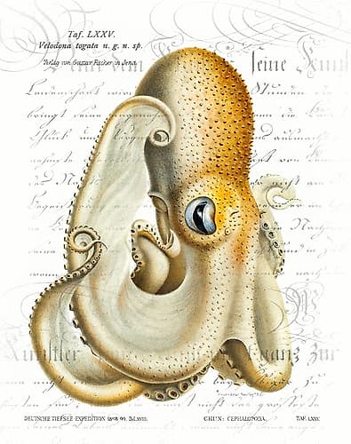 Octopus I Animaux reproduction