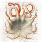 Octopus III Art Print