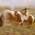 Equine Exuberance Art Print