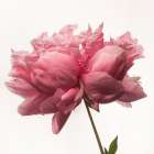 Portrait of a Peony Art Print