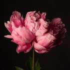 Perfect Peony Art Print